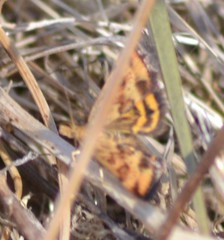 Pyrausta subsequalis