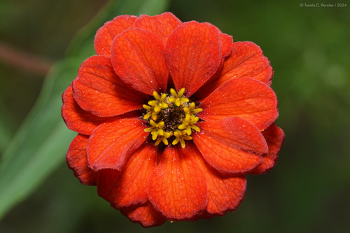 Peruvian zinnia