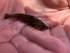 Menticirrhus saxatilis