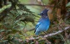 Steller's Jay - Photo (c) Atlee Hargis, some rights reserved (CC BY-NC), uploaded by Atlee Hargis
