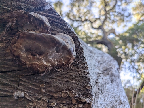 iNaturalist observation photo of hairy curtain crust