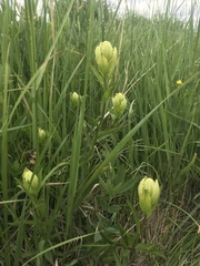 Castilleja occidentalis