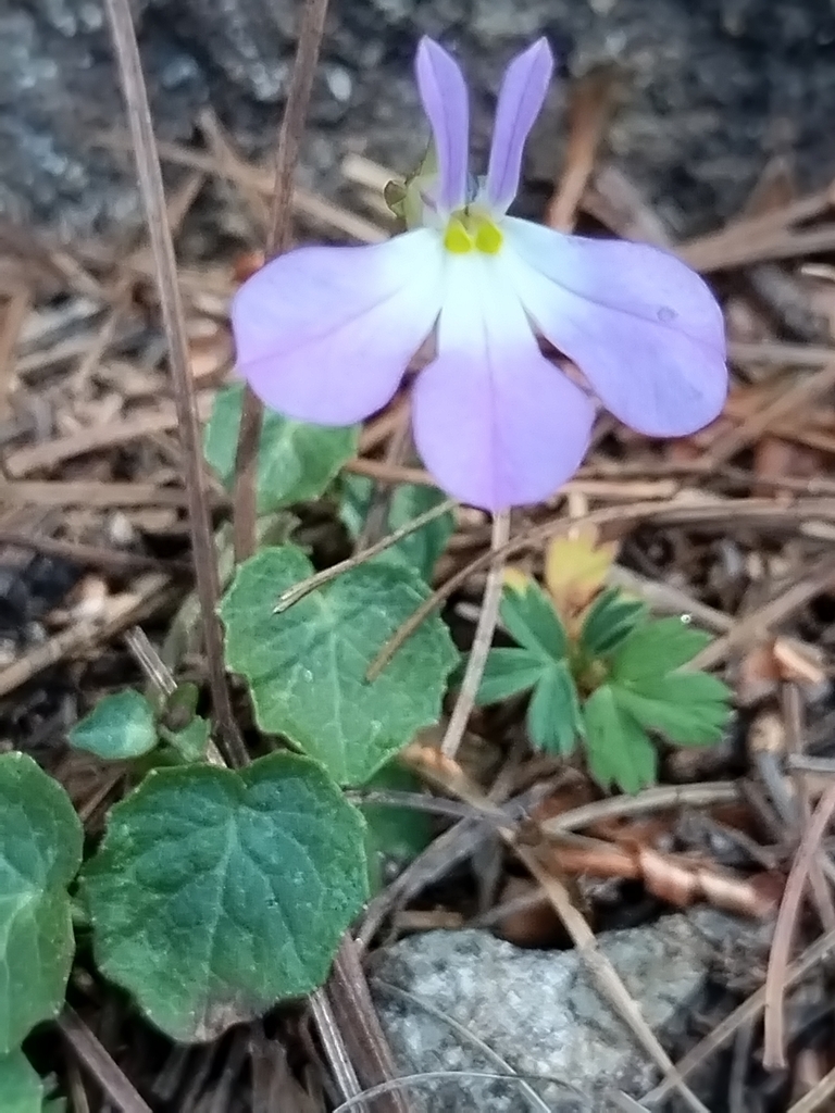 Lobelia saturnini
