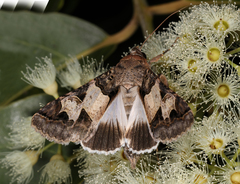 Melipotis agrotoides