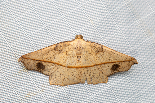 Picrophylla hyleora