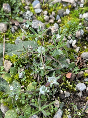 Bicolored lupine seedling