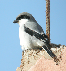 Lanius excubitor algeriensis