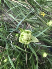 Castilleja occidentalis