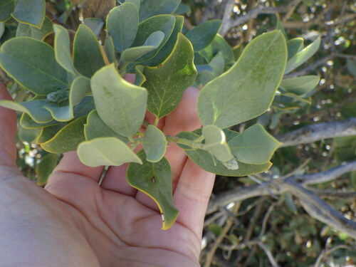 Image of Garrya flavescens by (c) Natalie Waddell-Rutter, some rights reserved (CC BY)