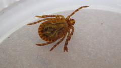 Haemaphysalis longicornis