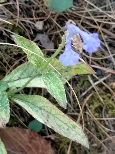 Image of Salvia lavanduloides by no rights reserved
