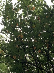 Amelanchier canadensis