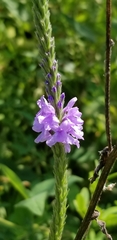 Verbena stricta