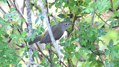 Leiothlypis crissalis