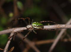 Novaranea queribunda