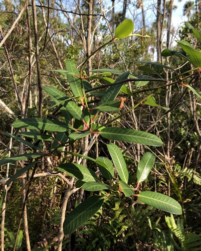 Image of Rhabdadenia biflora by (c) jonsense, some rights reserved (CC BY)