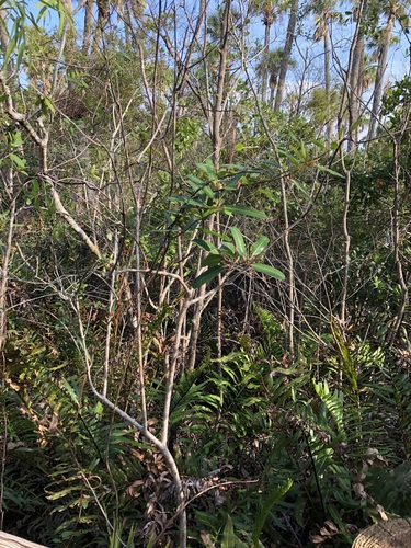 Image of Rhabdadenia biflora by (c) jonsense, some rights reserved (CC BY)