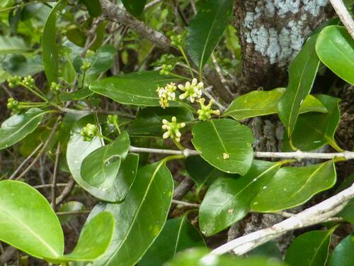 Gynochthodes myrtifolia observed 2025-01-05