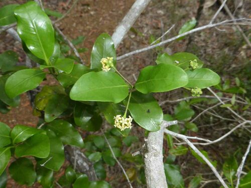 Gynochthodes myrtifolia observed 2025-01-05