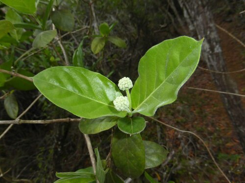 Gynochthodes mollis observed 2025-01-05