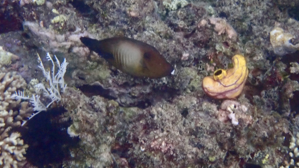 Broom filefish (Amanses scopas) — Monacanthidae