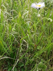 Erigeron glabellus