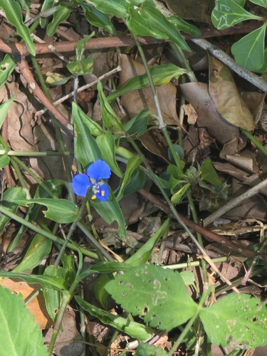 Foto de Trapoeraba