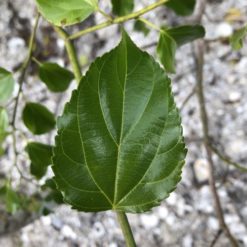 Image of Colubrina asiatica by (c) jonsense, some rights reserved (CC BY)
