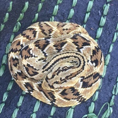 Crotalus culminatus