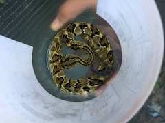 Crotalus culminatus
