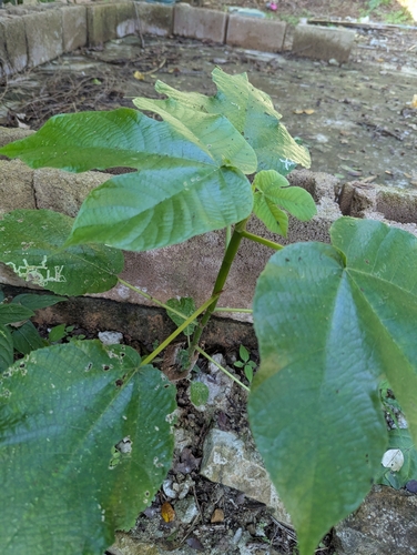 Foto de Embaúba