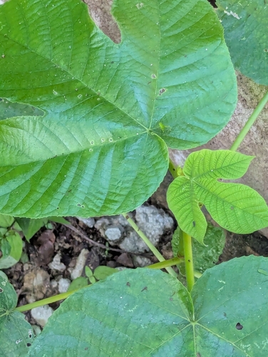 Foto de Embaúba