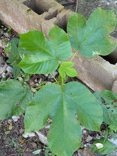 Foto de Embaúba