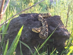 Crotalus culminatus