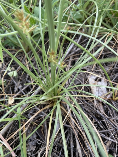 Cyperus stoloniferus iNat (2)