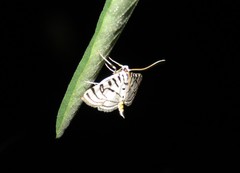 Conchylodes concinnalis