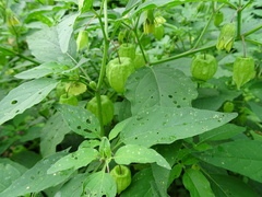 Physalis longifolia subglabrata