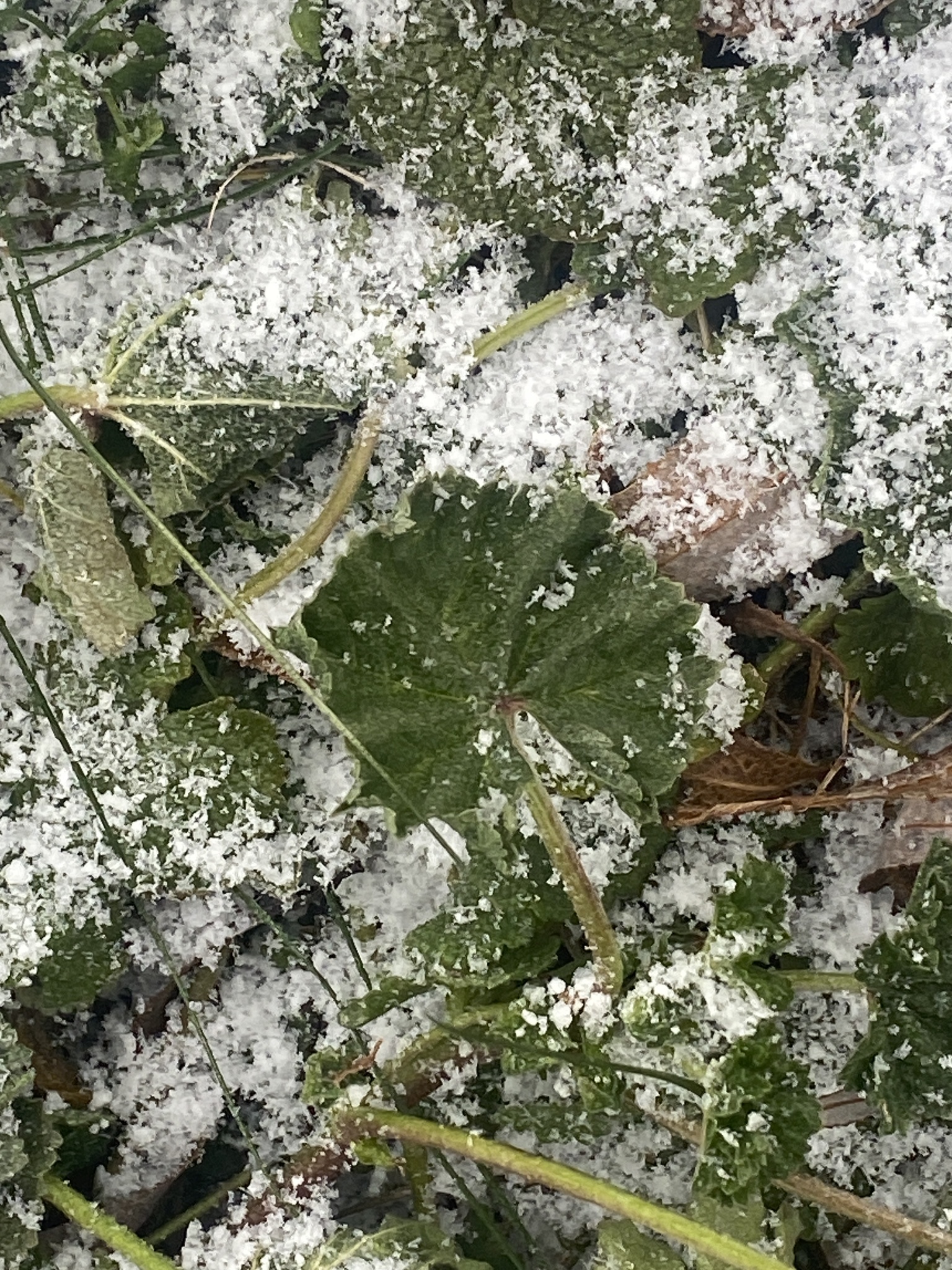 Imagem de Malva-branca