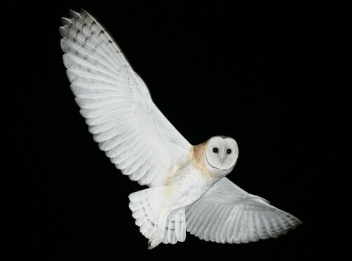American Barn Owl