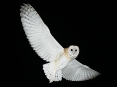 American Barn Owl photo 2