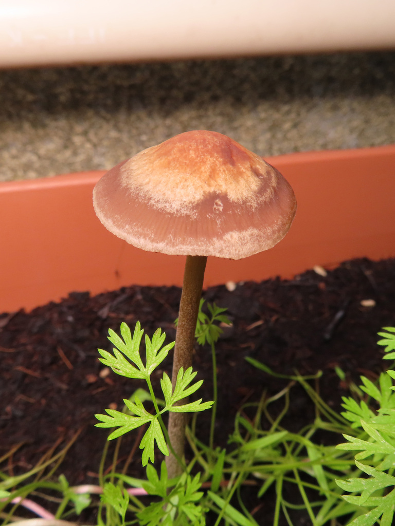 Panaeolus cinctulus · July 2021 · photo: © timur_kalininsky (iNaturalist, cc-by)