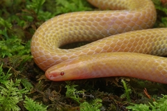 Schmidt's Reed Snake photo 2