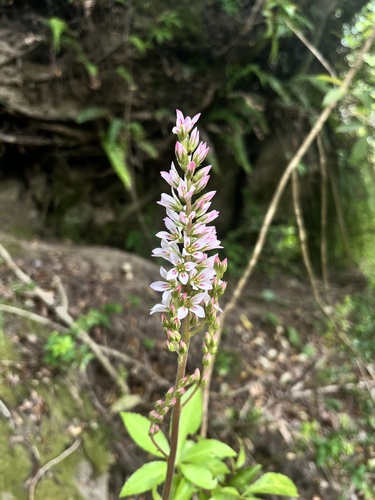 Francoa appendiculata (Francoa appendiculata)