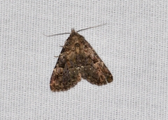 Metalectra quadrisignata