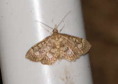 Anania plectilis