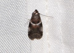 Quasisalebria atratella