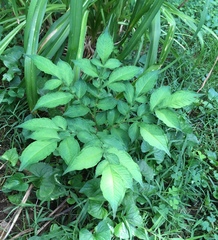 Amorphophallus konjac