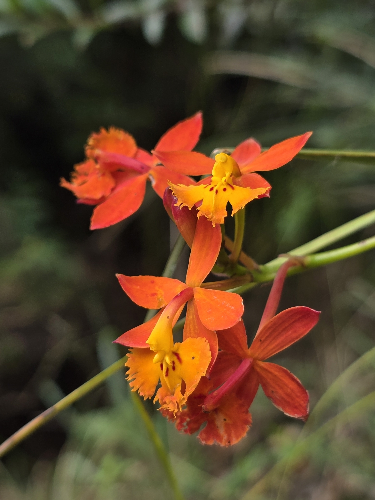 Imagem de Orquídea-radicans