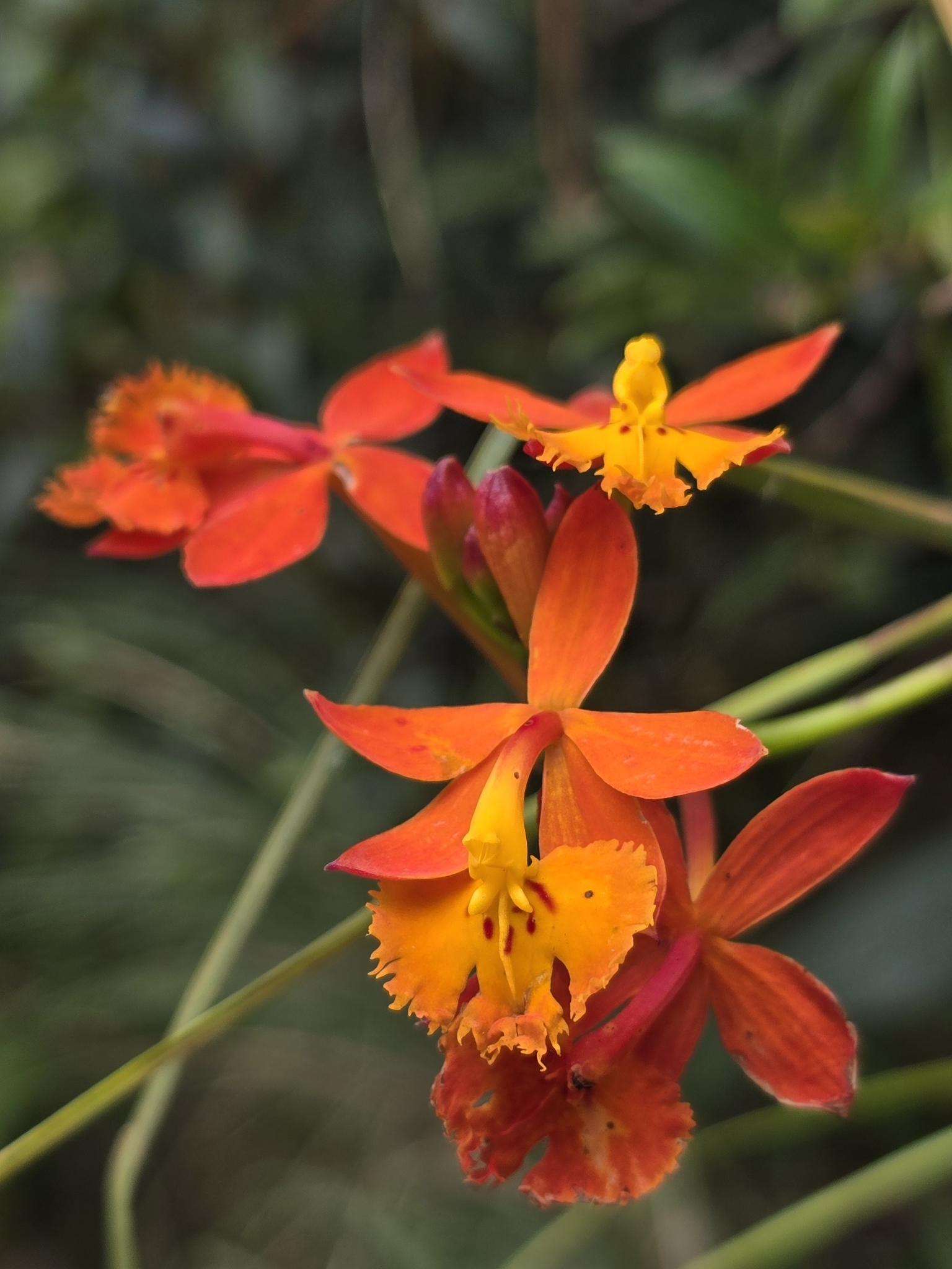 Imagem de Orquídea-radicans