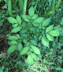 Amorphophallus konjac